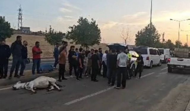 Batman'da seyir halindeki ticari aracın çarptığı eşek telef oldu