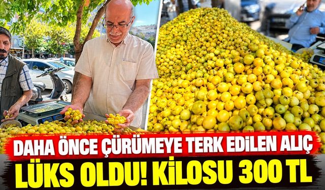 Daha Önce Çürümeye Terk Edilen Alıç Lüks Oldu! Kilosu 300 TL