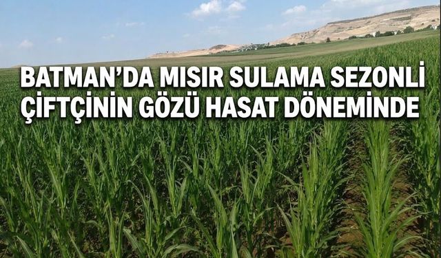 Batman’da Mısır Sulama Sezonu Verimli Geçti: Çiftçinin Gözü Hasat Döneminde