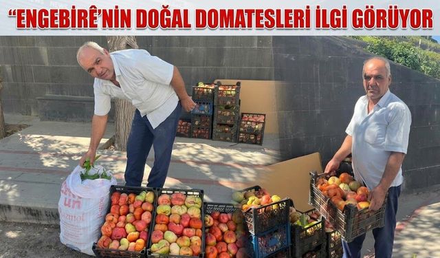 Engebirê’nin Doğal Domatesleri İlgi Görüyor