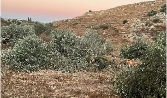 İşgalci siyonistler Ramallah yakınlarında onlarca zeytin ağacını söktü