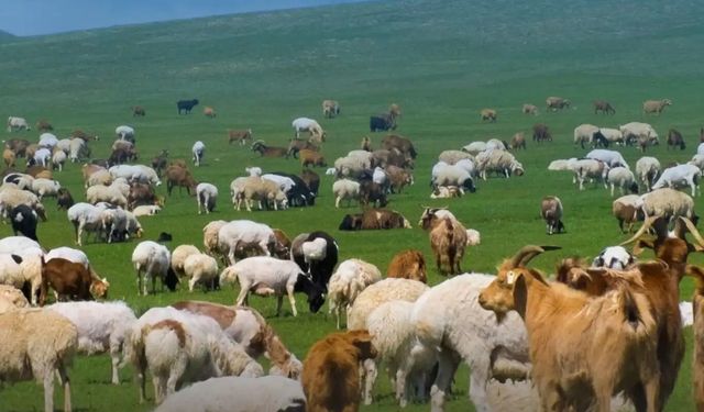 Küçükbaş hayvancılık desteklerinde artış yapıldı