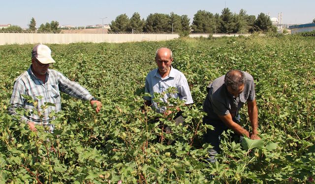 Pamuk üreticilerinden fiyat ve destekleme çağrısı