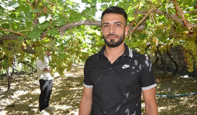 Komşu ilde üzüm hasadı başladı: Üreticiler sulama ve fiyat sorununa dikkat çekti