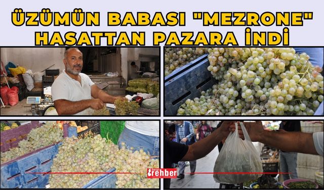 Üzümün Babası "Mezrone" Hasattan Pazara İndi