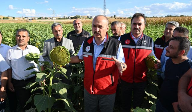 “Yağlık Ayçiçeği Tarla Günü” Etkinliği Yapıldı