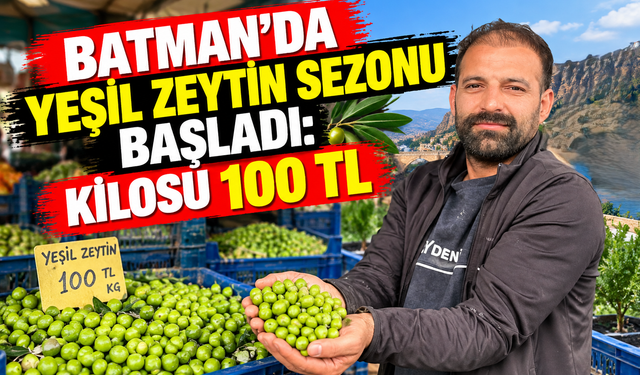 Batman’da Yeşil Zeytin Sezonu Başladı: Kilosu 100 TL
