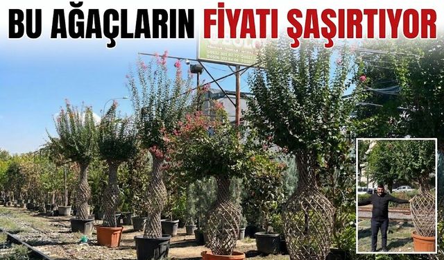Bu Ağaçların Fiyatı Şaşırtıyor