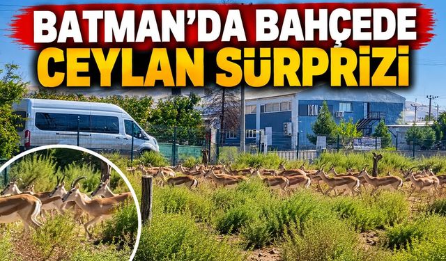 Batman'da Bahçede Ceylan Sürprizi