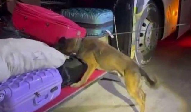 Şanlıurfa'da yolcu otobüsünde 16 kilogram skunk ele geçirildi