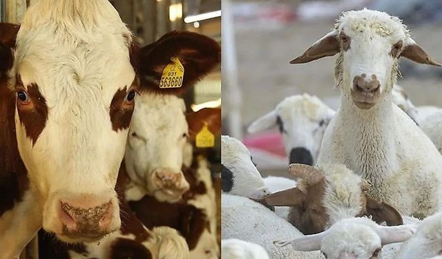 Siirt'te hayvancılık desteği için son tarih 1 Aralık