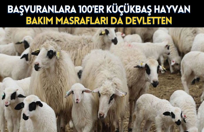 Başvuranlara 100er küçükbaş hayvan, bakım masrafları da devletten