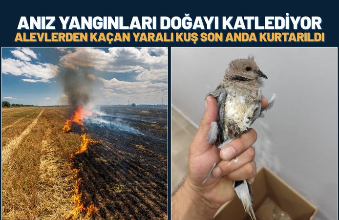 Batman'da Anız Yangınları Doğayı Katlediyor: Alevlerden Kaçan Yaralı Kuş Son Anda Kurtarıldı
