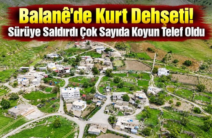 Balane’de Kurt Dehşeti! Sürüye Saldırdı Çok Sayıda Koyun Telef Oldu