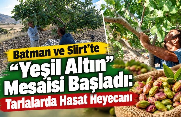 Batman ve Siirt'te "Yeşil Altın" Mesaisi Başladı: Tarlalarda Hasat Heyecanı