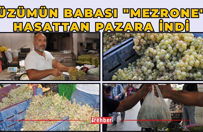 Üzümün Babası "Mezrone" Hasattan Pazara İndi