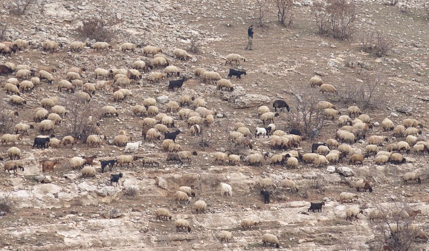 50 bin liraya çoban bulunamıyor