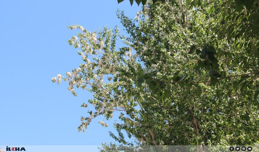 Uzmanlardan bahar alerjilerine karşı uyarı