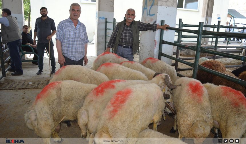 Kurbanlık satıcıları şikayetçi: Kurbanlıklar elimizde kaldı, satışlar durma noktasına geldi