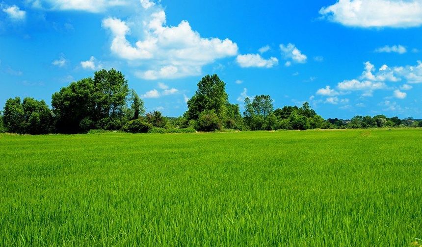 Çevresine göre alçakta kalan geniş düzlüklere ne denir?