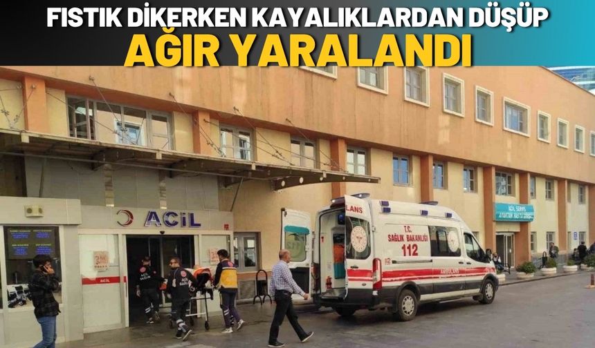 Fıstık Dikerken Kayalıklardan Düşüp Ağır Yaralandı