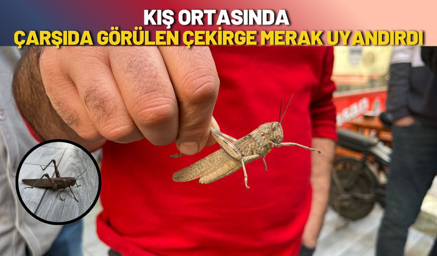 Kış Ortasında Çarşıda Görülen Çekirge Merak Uyandırdı