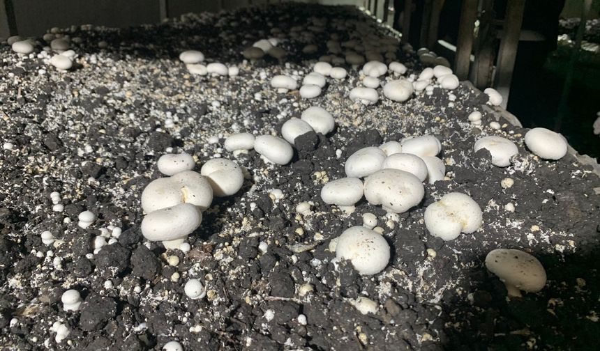 Batman'da kültür mantarı hasadı başladı