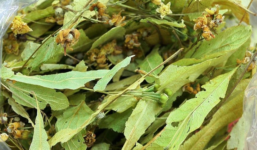 Gribe karşı doğal destek: Ihlamur ve bitki çayları