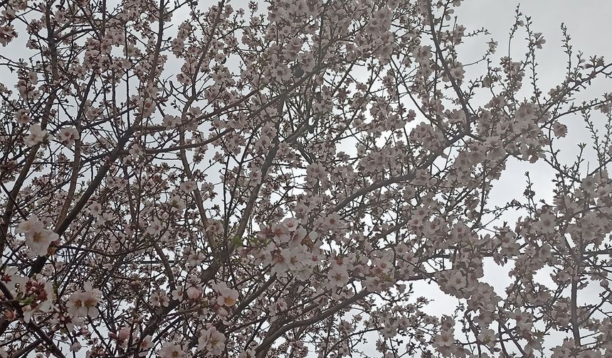 Adıyaman'da baharın müjdecisi çiçekler renk cümbüşüne döndü