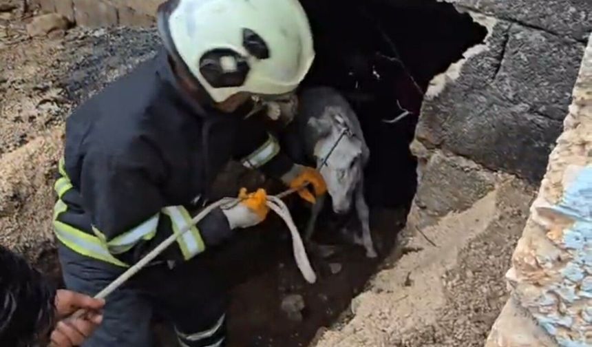 Mardin'de çöken ahıra düşen eşek itfaiye ekiplerince kurtarıldı