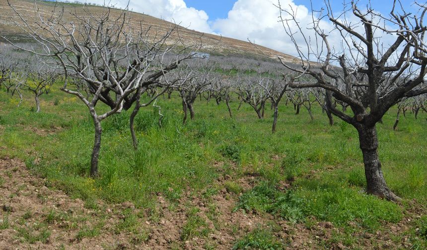 Artan maliyetler fıstık üreticisini zorluyor