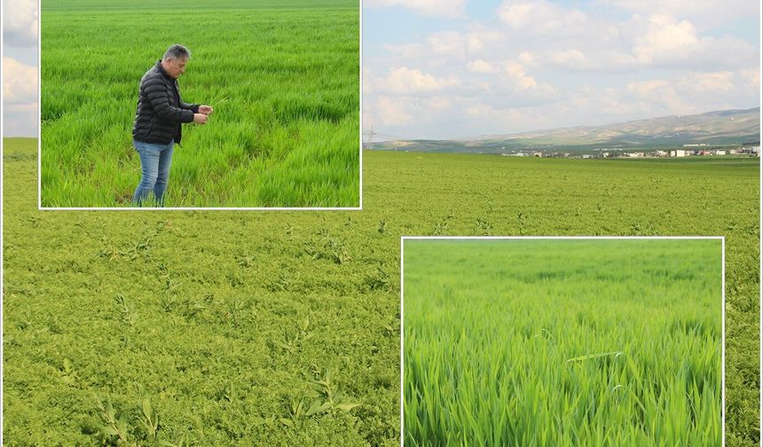 Batman'da Buğday, arpa ve mercimekte yüksek rekolte bekleniyor