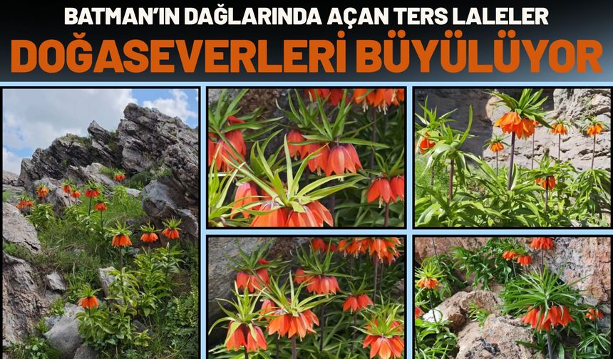 Batman’ın Dağlarında Açan Ters Laleler Doğaseverleri Büyülüyor