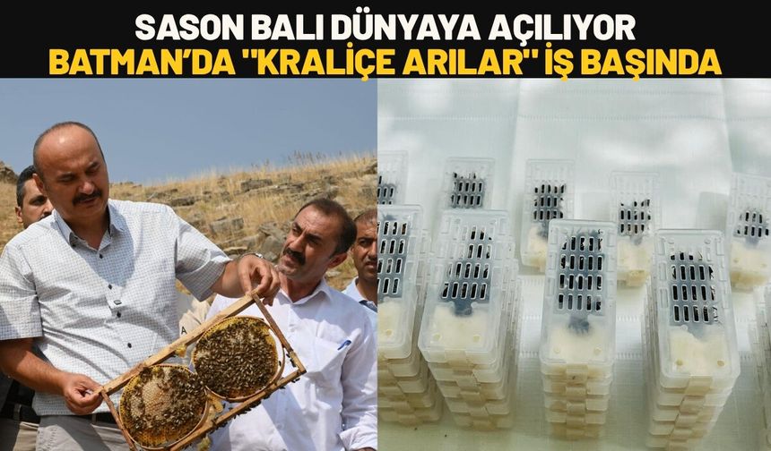 Sason Balı Dünyaya Açılıyor: Batman’da "Kraliçe Arılar" İş Başında