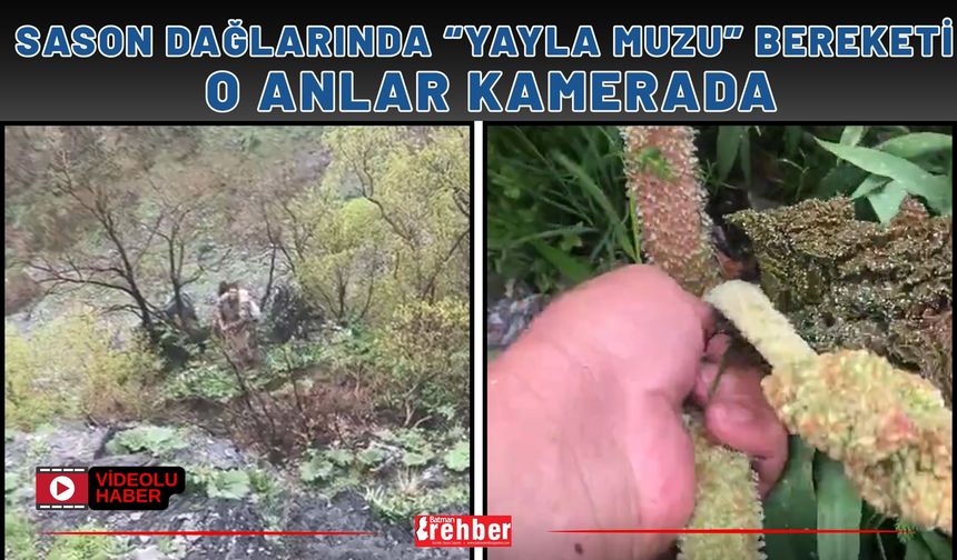 Sason Dağlarında "Yayla Muzu" Bereketi: O Anlar Kamerada