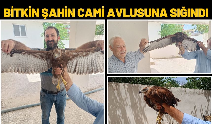 Bitkin Şahin Cami Avlusuna Sığındı