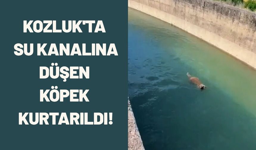 Kozluk'ta Su Kanalına Düşen Köpek Kurtarıldı!