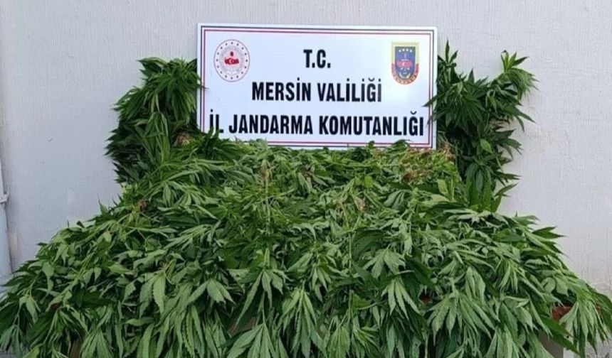 Mersin'de ormanlık alanda kenevir operasyonu: 2 şüpheli tutuklandı