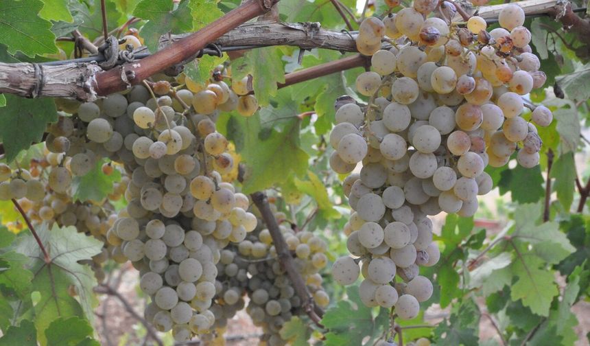 Gercüş'te tarımsal üretim, işleme ve paketleme tesisi kurulacak
