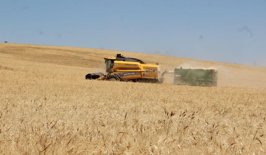 Savaşlar ve iklim krizi buğday fiyatlarını yükseltiyor
