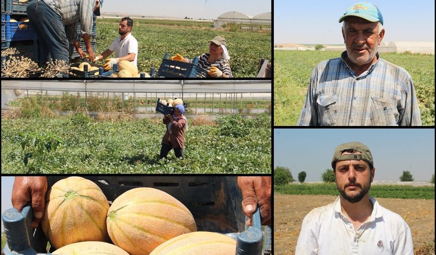 Segirka kavununda hasat başladı