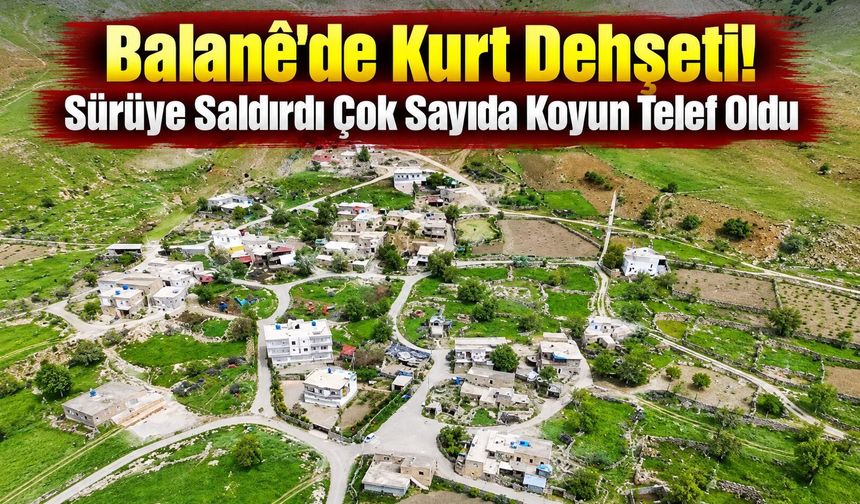 Balane’de Kurt Dehşeti! Sürüye Saldırdı Çok Sayıda Koyun Telef Oldu