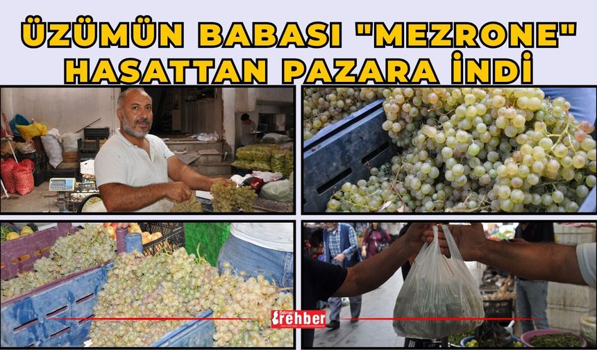 Üzümün Babası "Mezrone" Hasattan Pazara İndi