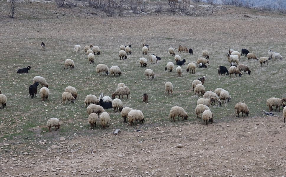 50  bin lira maaşla çoban bulamayınca hayvanlarını sattılar