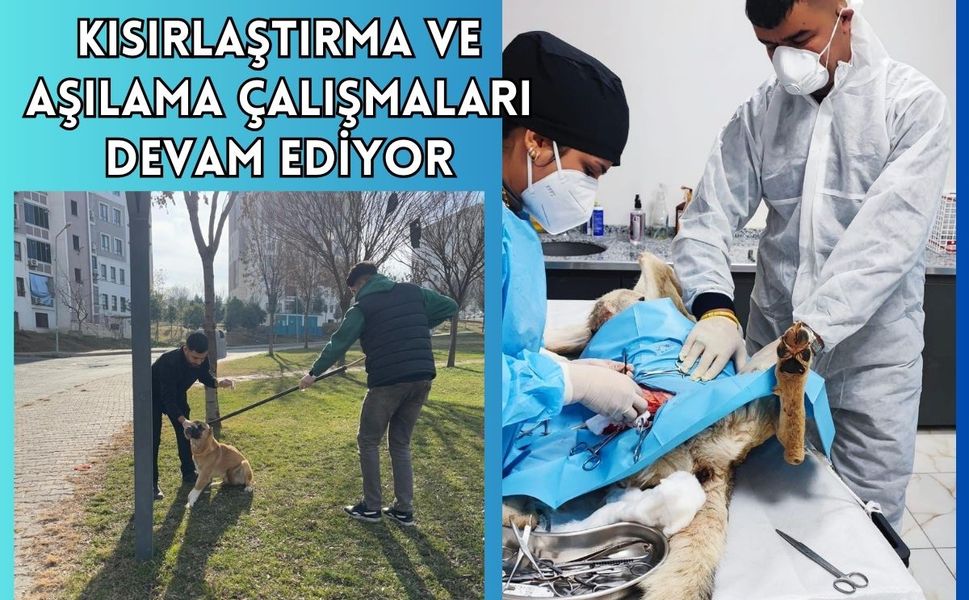 Kısırlaştırma ve Aşılama Çalışmaları Devam Ediyor