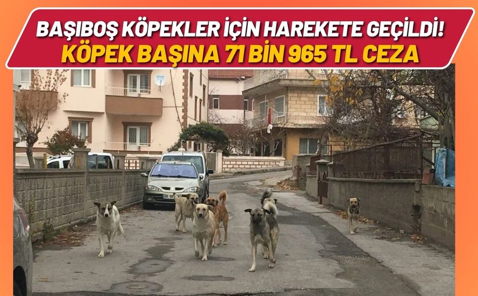 Başıboş Köpekler İçin Harekete Geçildi! Köpek Başına 71 Bin 965 TL Ceza