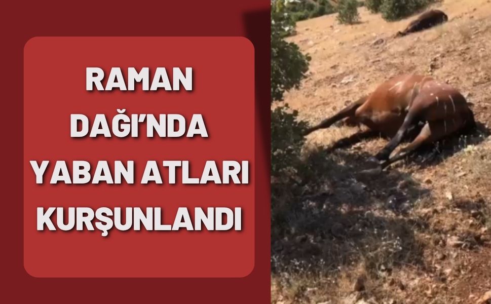 Raman Dağı’nda Yaban Atları Kurşunlandı
