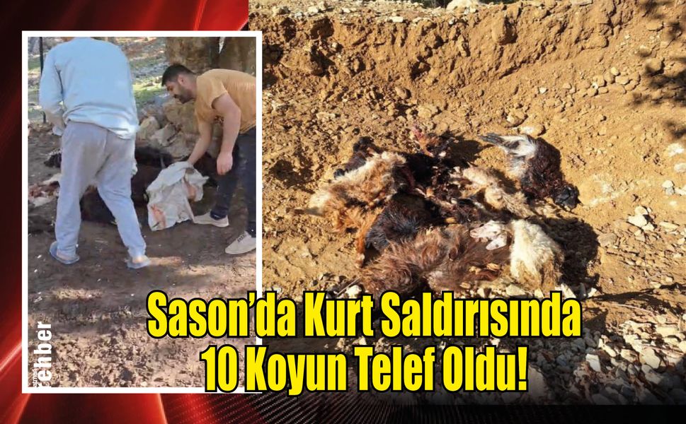 Sason'da Kurt Saldırısında 10 Koyun Telef Oldu!