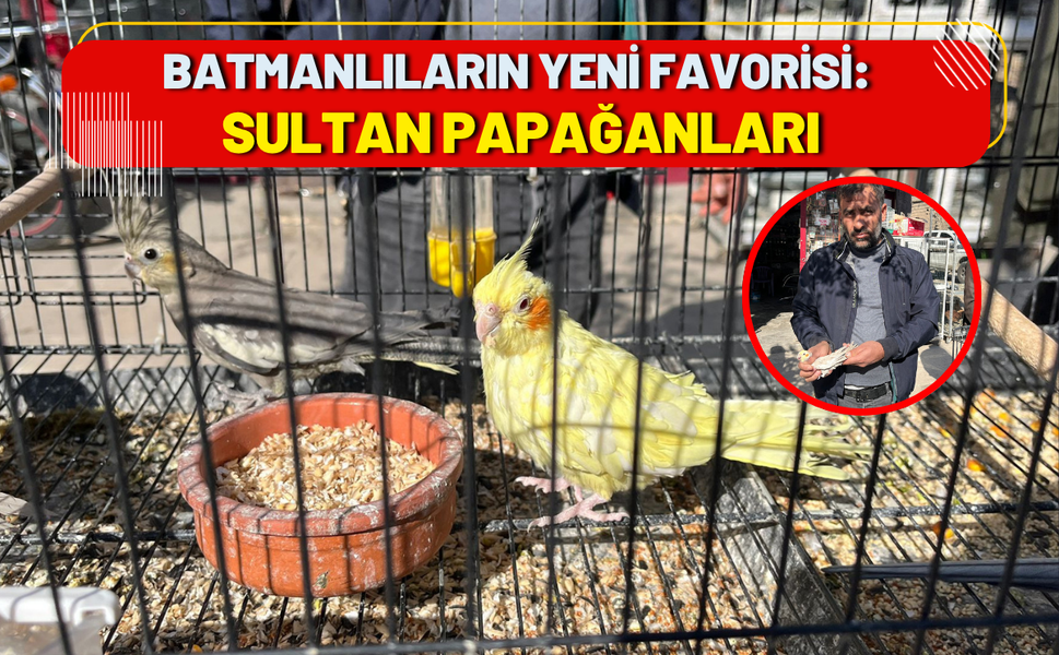 Batmanlıların Yeni Favorisi: Sultan Papağanları