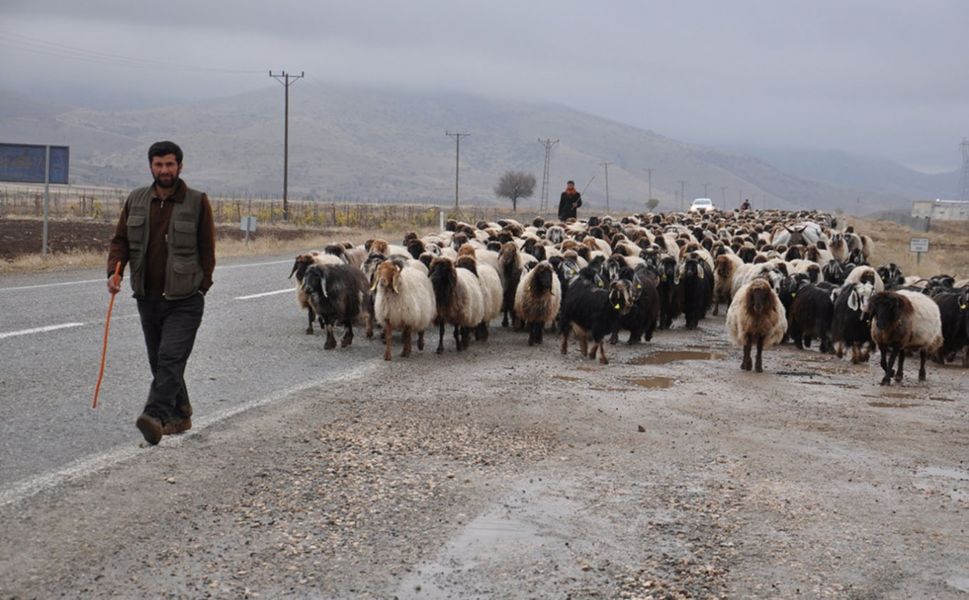 Batman'da Koçerlerin Hayvancılık Geleneği Kentleşmeye Yenik Düştü